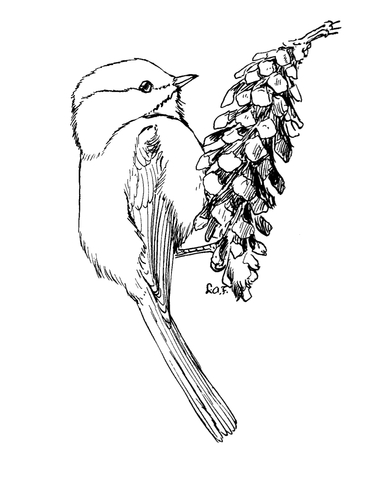 Carolina Chickadee Coloring Page